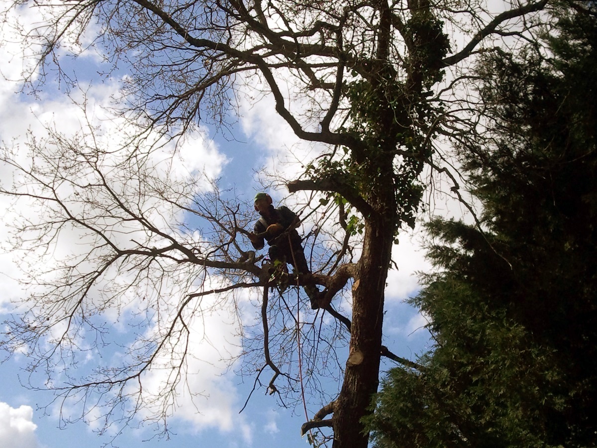 Elag'Arbres Elag'Arbres