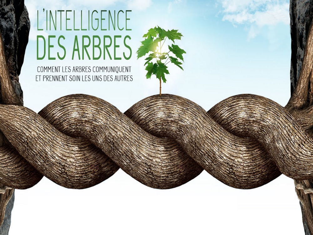 Projection du film : L'intelligence des arbres Projection du film : L'intelligence des arbres