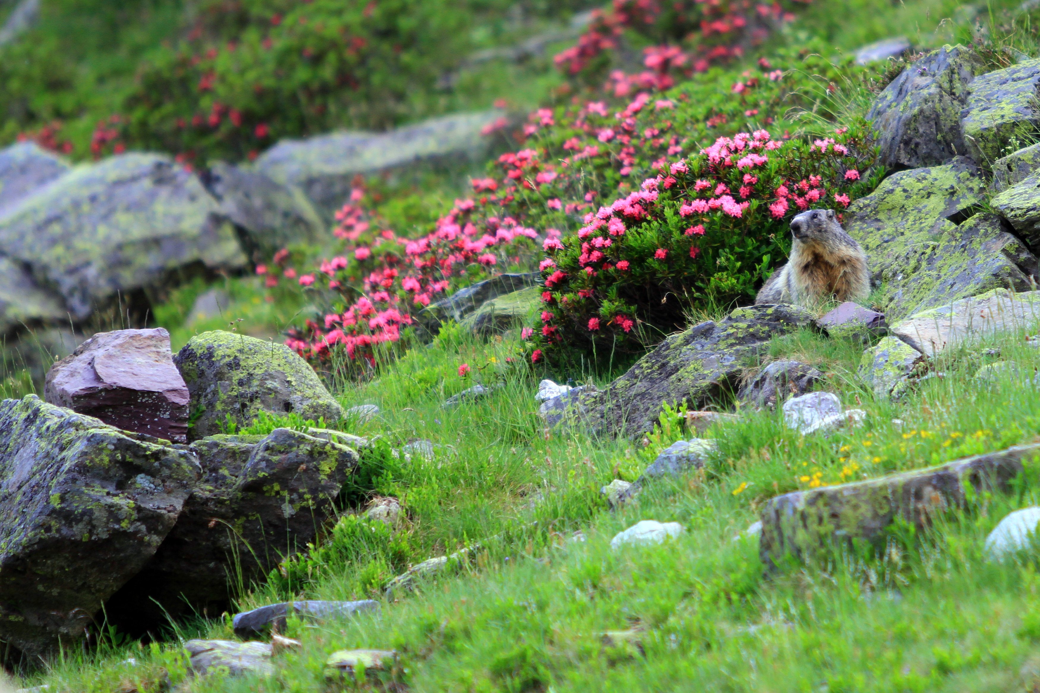 Marmotte (©FERNANDEZ NICOLAS) - DI