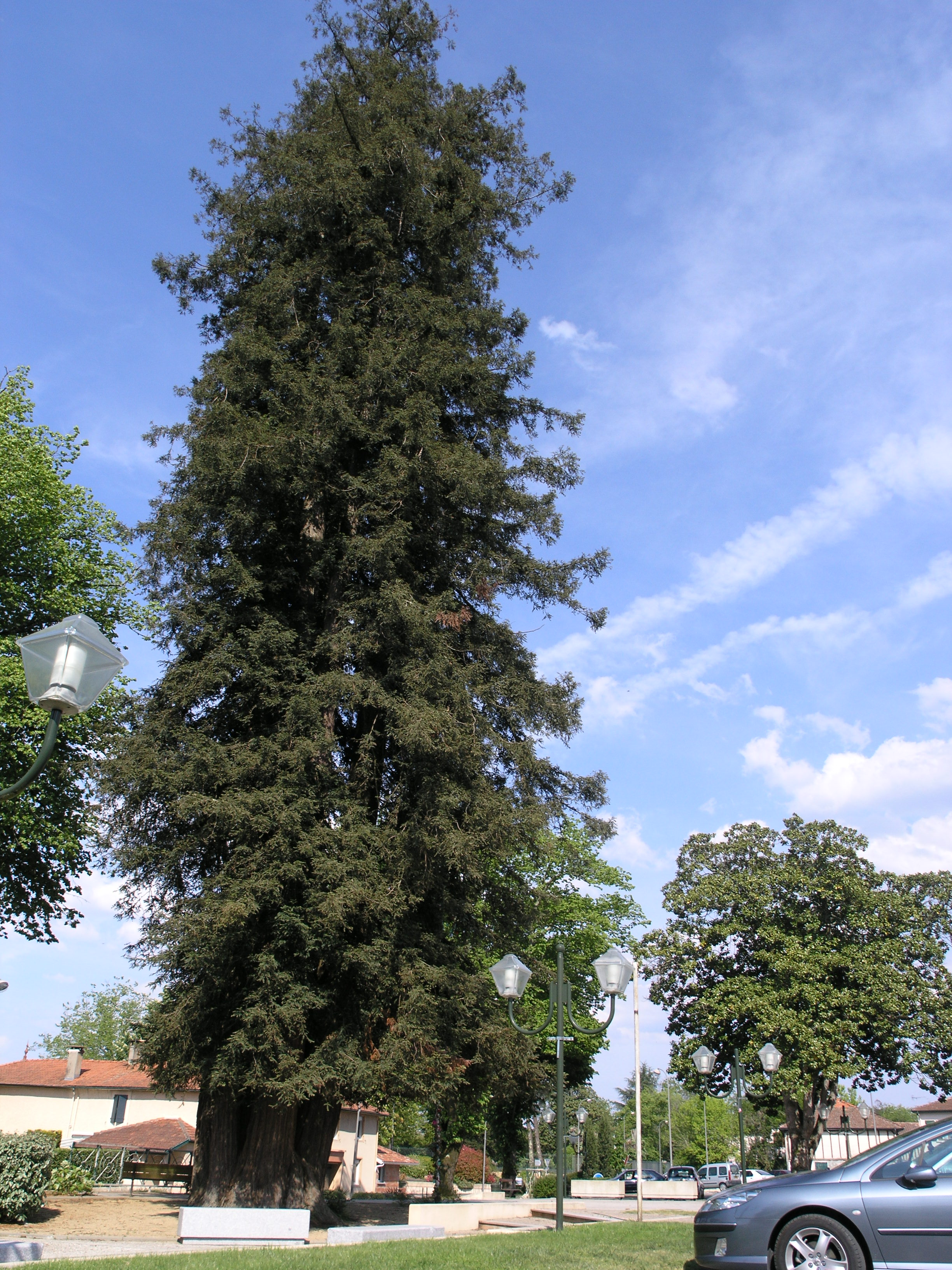 Arbre Remarquable - Le Séquoïa