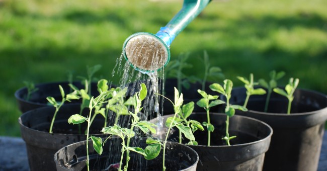 Foire aux plants d'Uzerche et marché des producteurs locaux