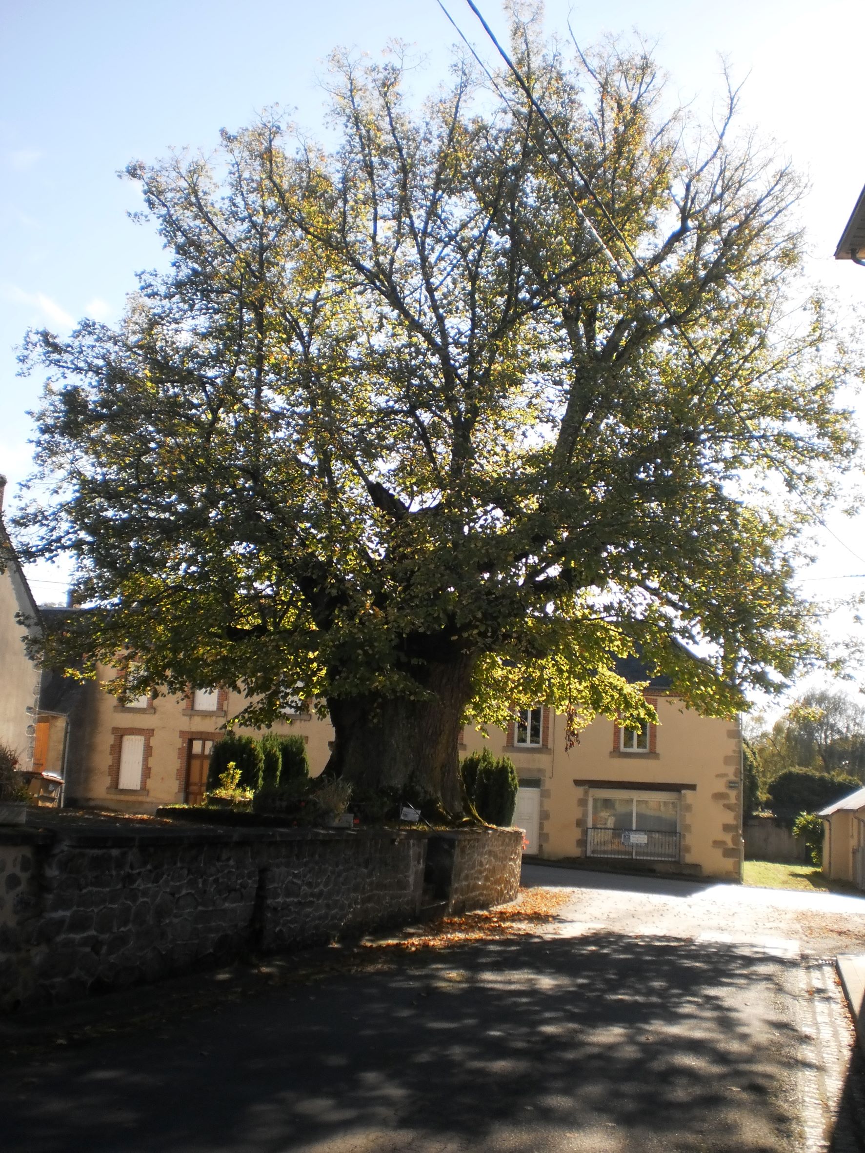 Arbre remarquable 'Le Sully'