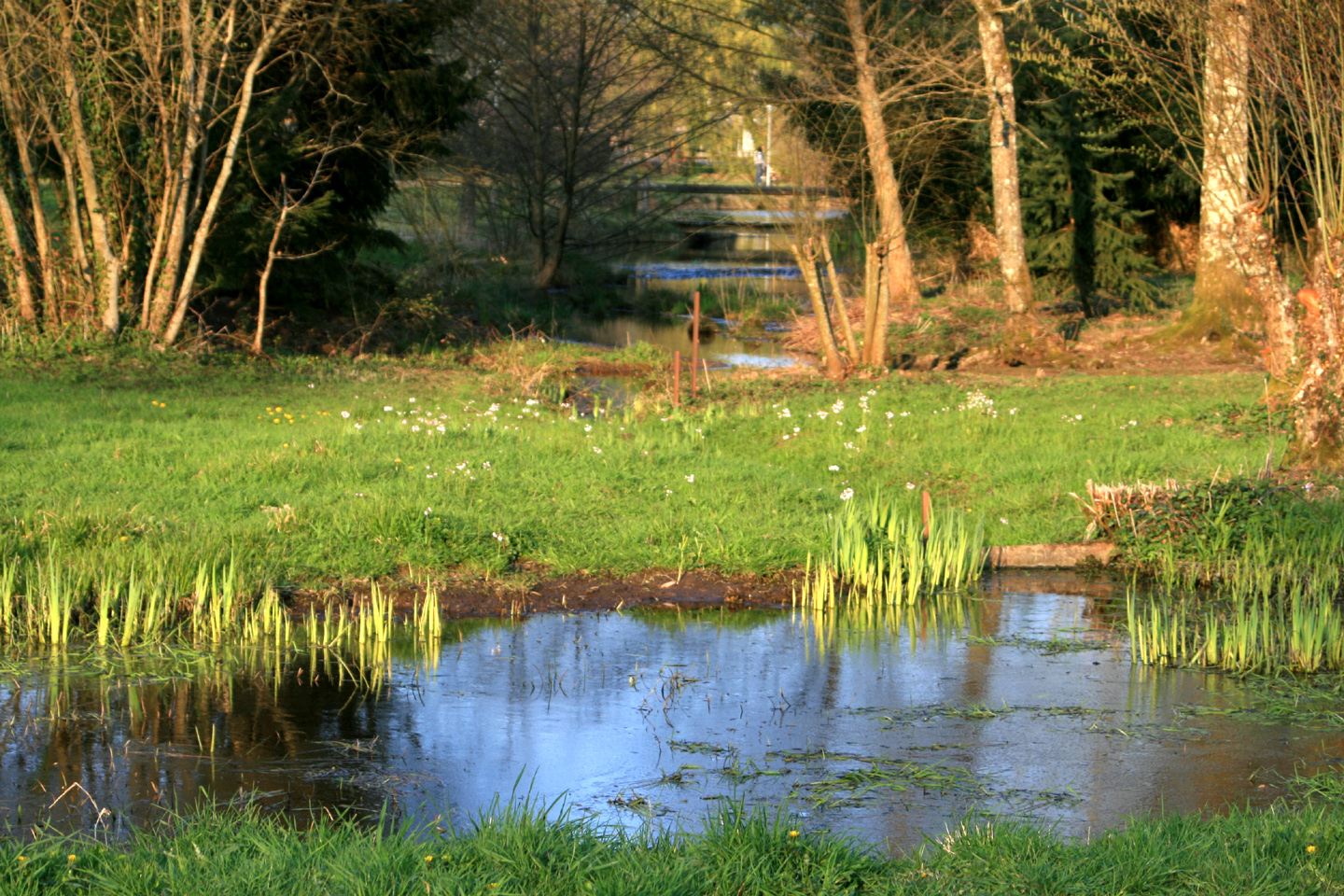 Le marais de la Chapuisette