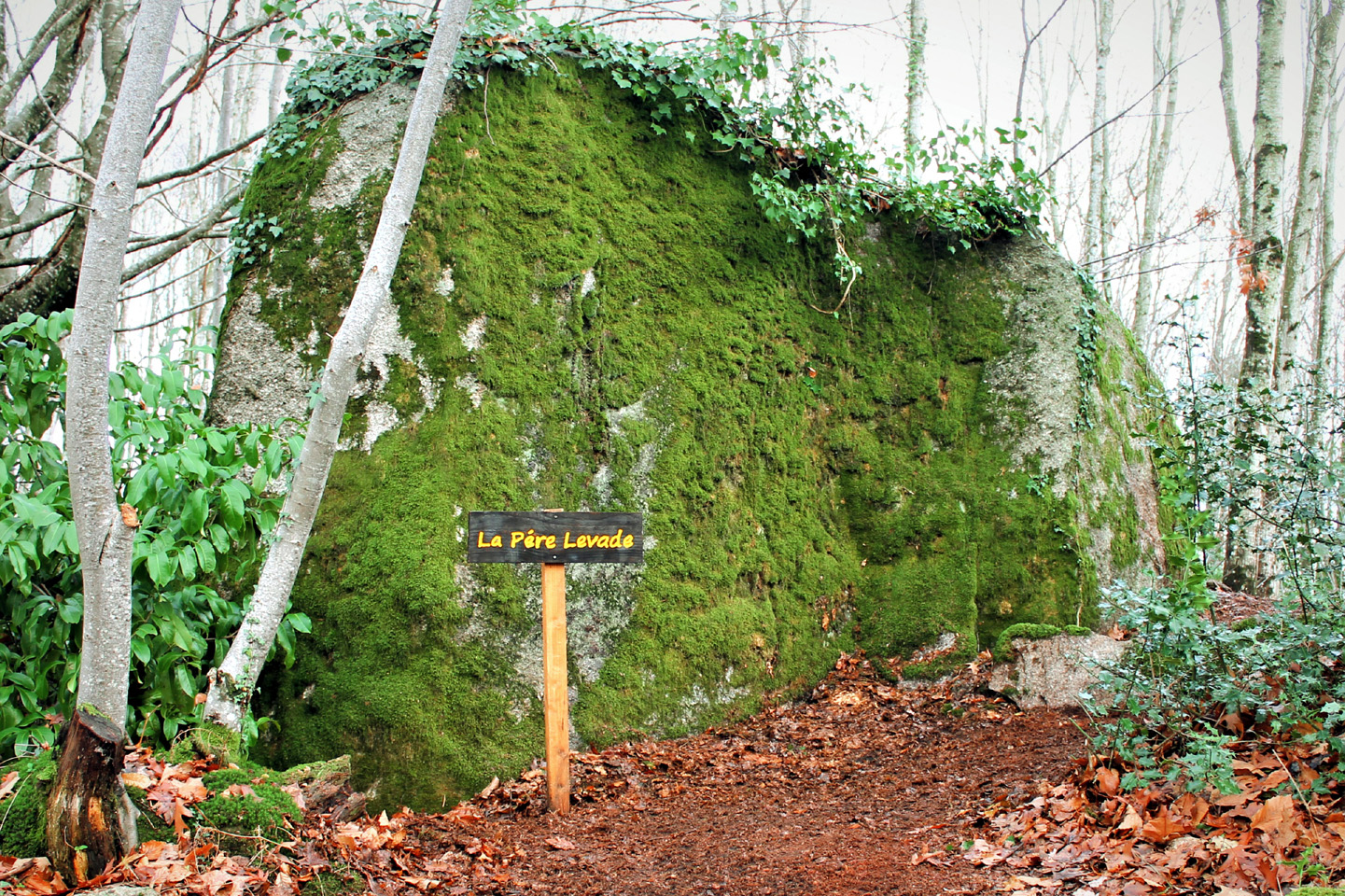 Bois de la Fôt