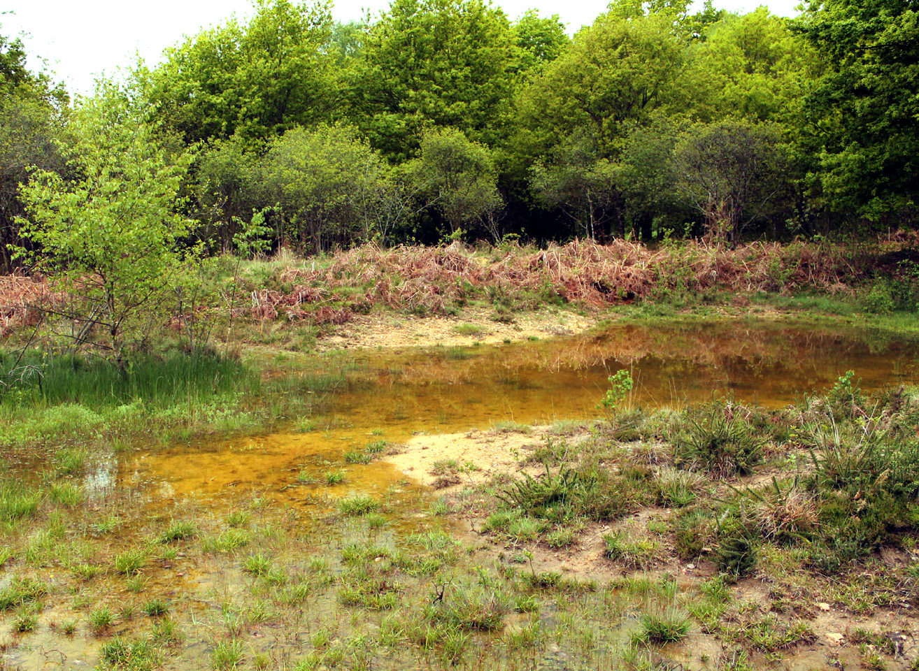 Lande de la Saumagne