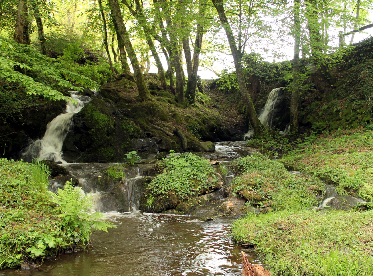 Lande de la Saumagne