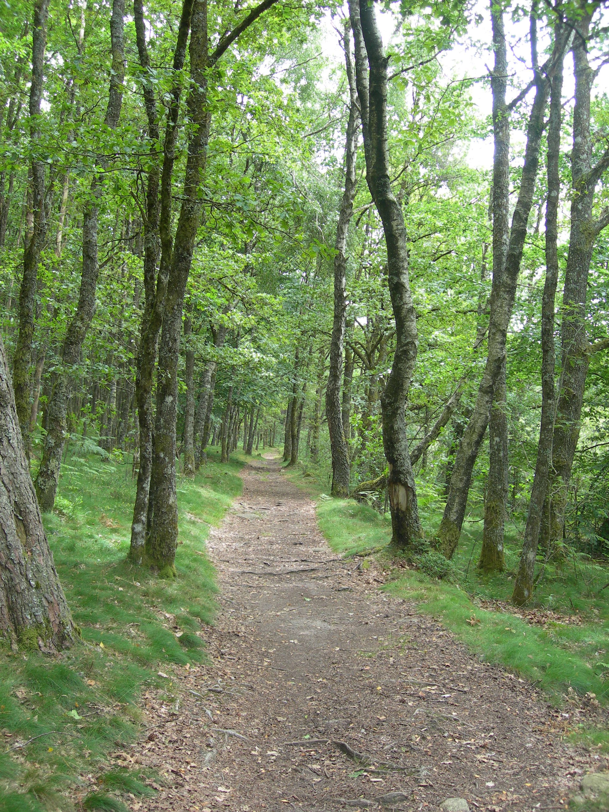 Bois de Crozat