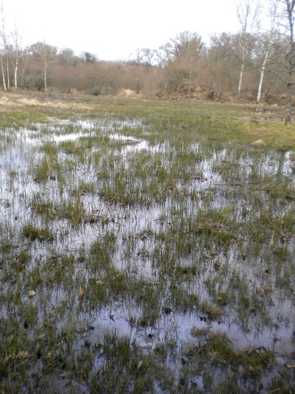 Marais de Chamborêt