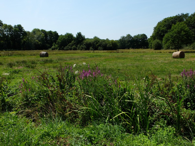 Marais de Chamborêt