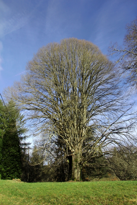 Des arbres remarquables