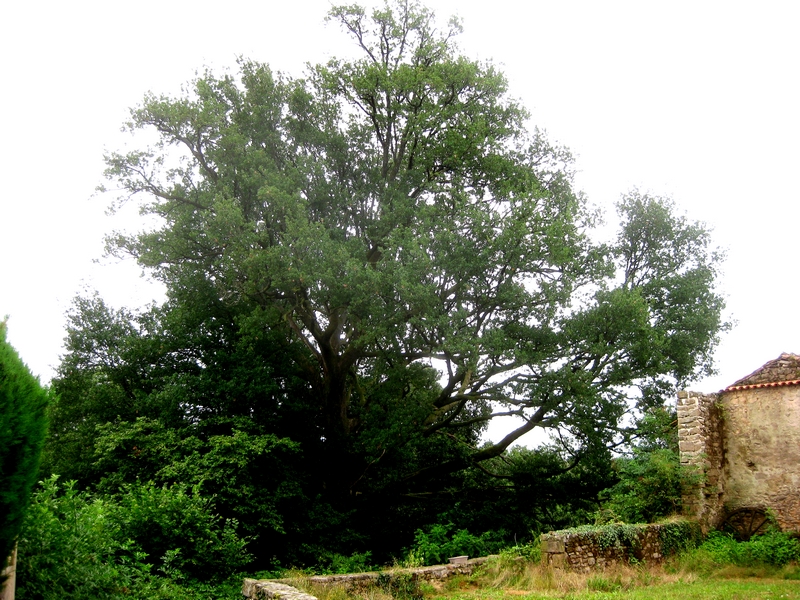 Des arbres remarquables