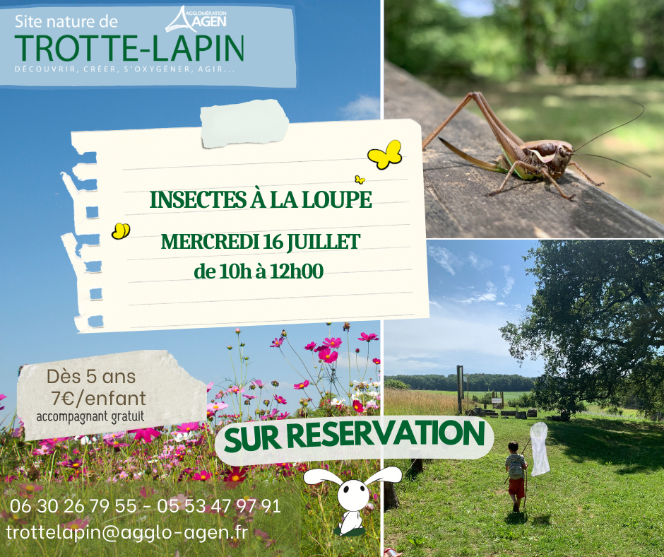 Animation nature en famille : Insectes à la loupe