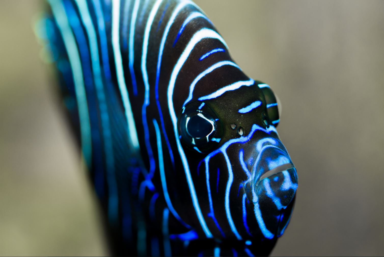 Aquarium Refuge Limoges