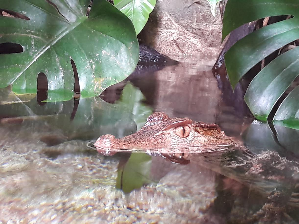 Aquarium Refuge Limoges