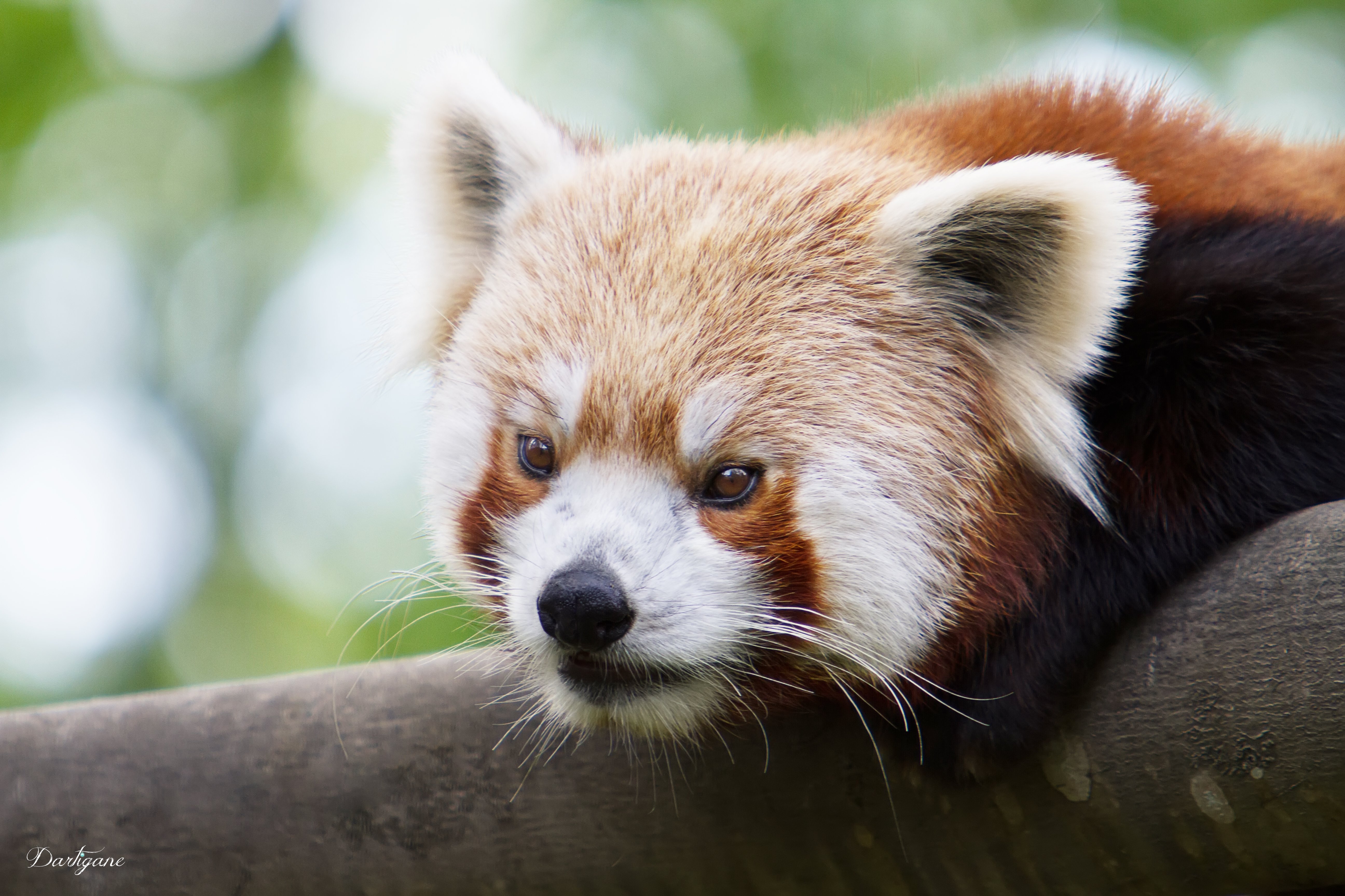 Parc Zoo du Reynou