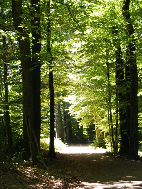 Forêt des Loges