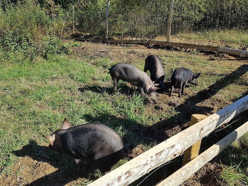 Ferme découverte au Domaine d’Écoline