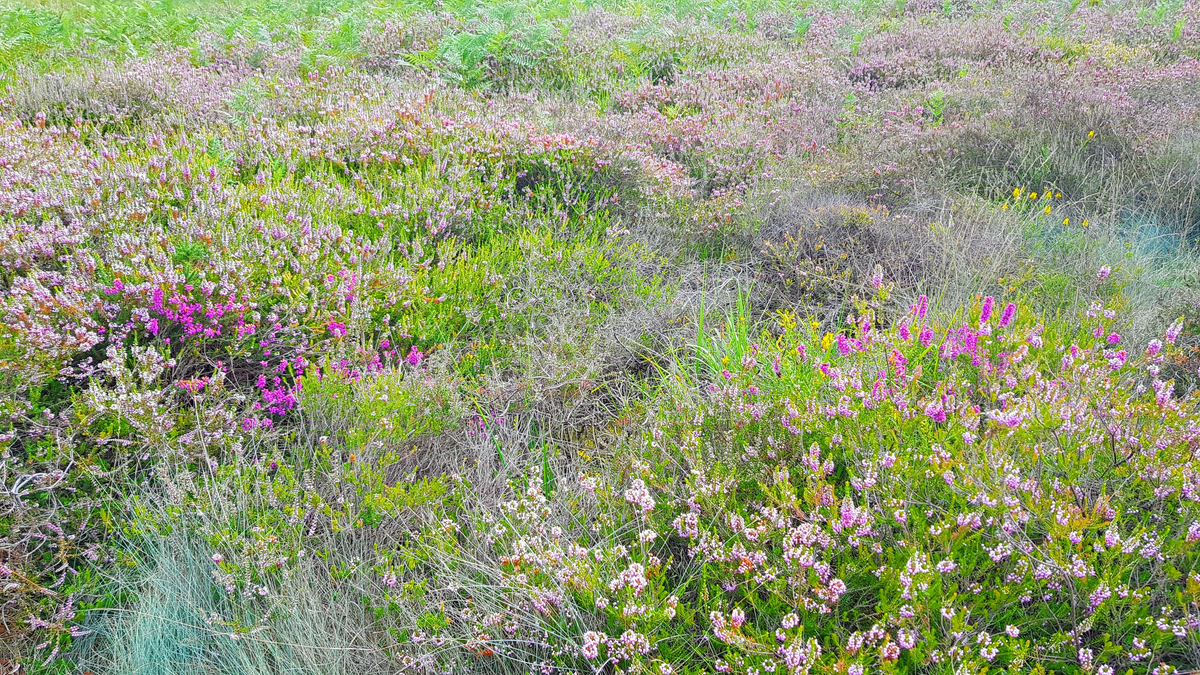Landes serpentinicoles du Cluzeau et de la Flotte