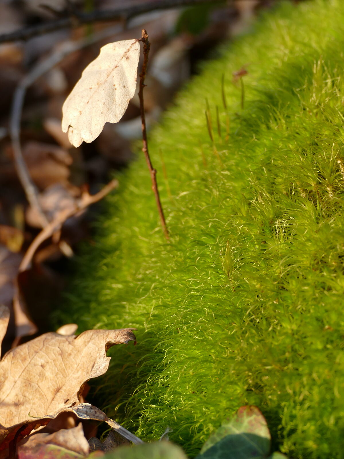 Sylvothérapie - Ô Création Bois - photo 2