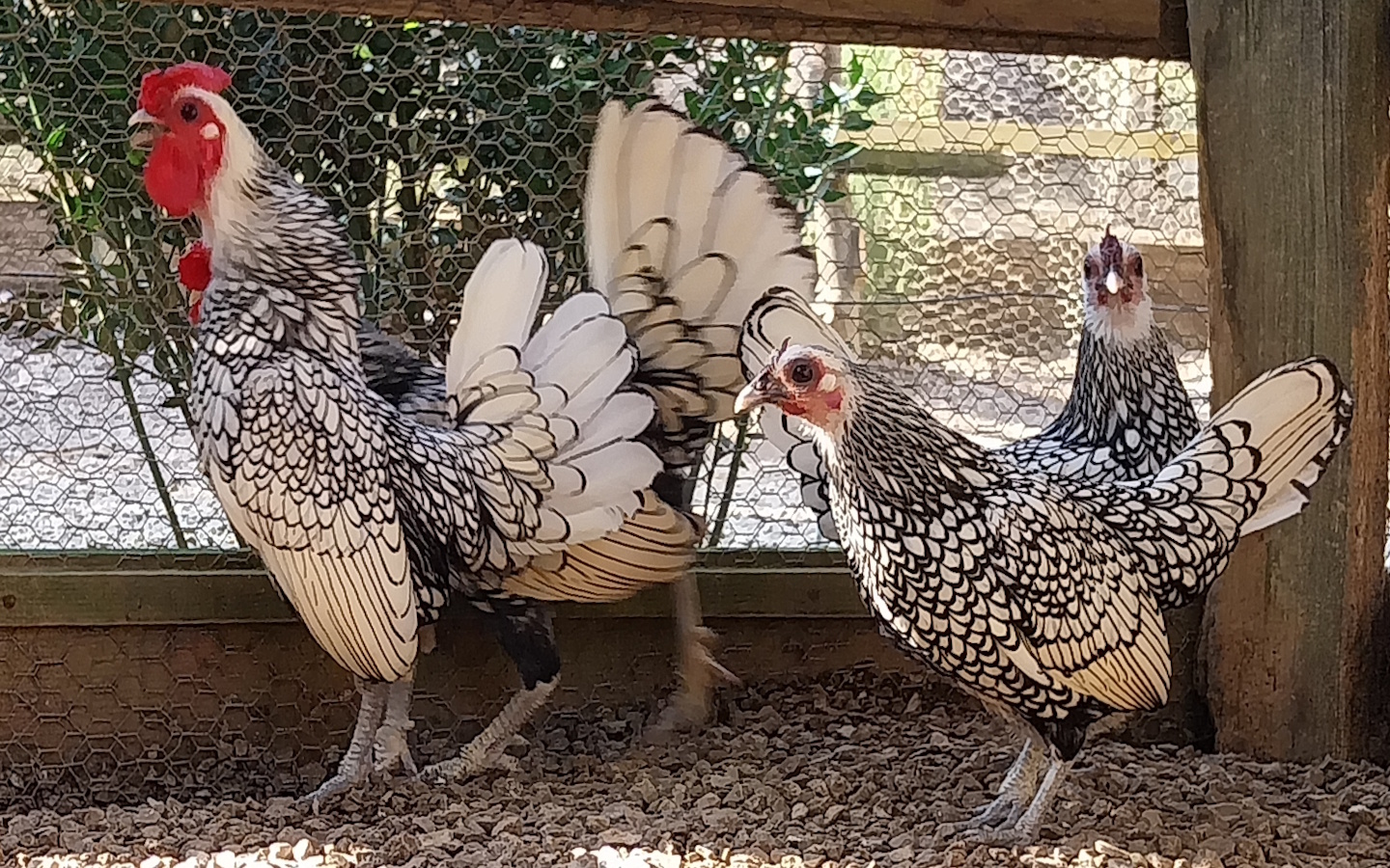 Parc Animalier Etxola