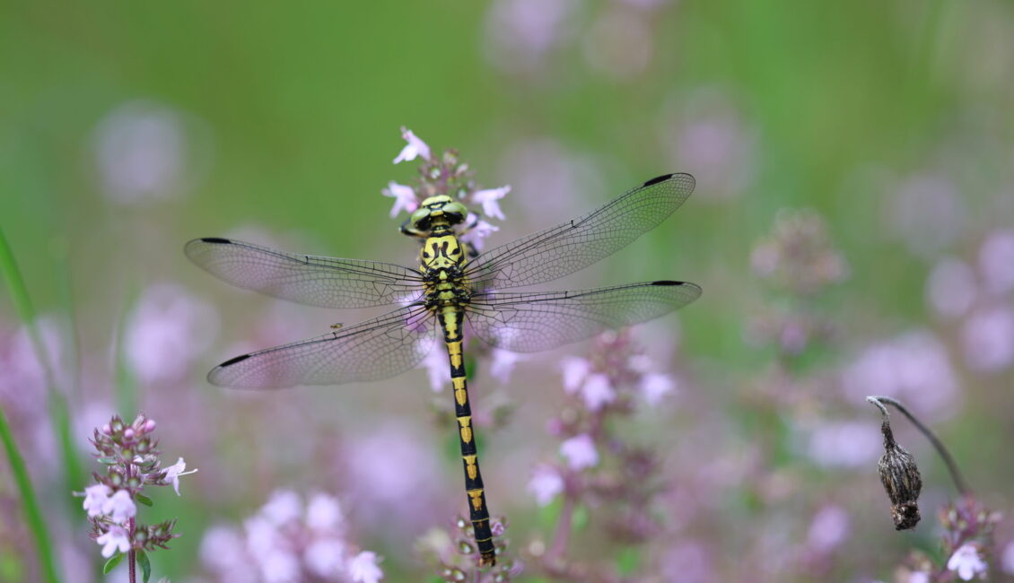 Tourbière des Dauges : découvrir des monstres ailés