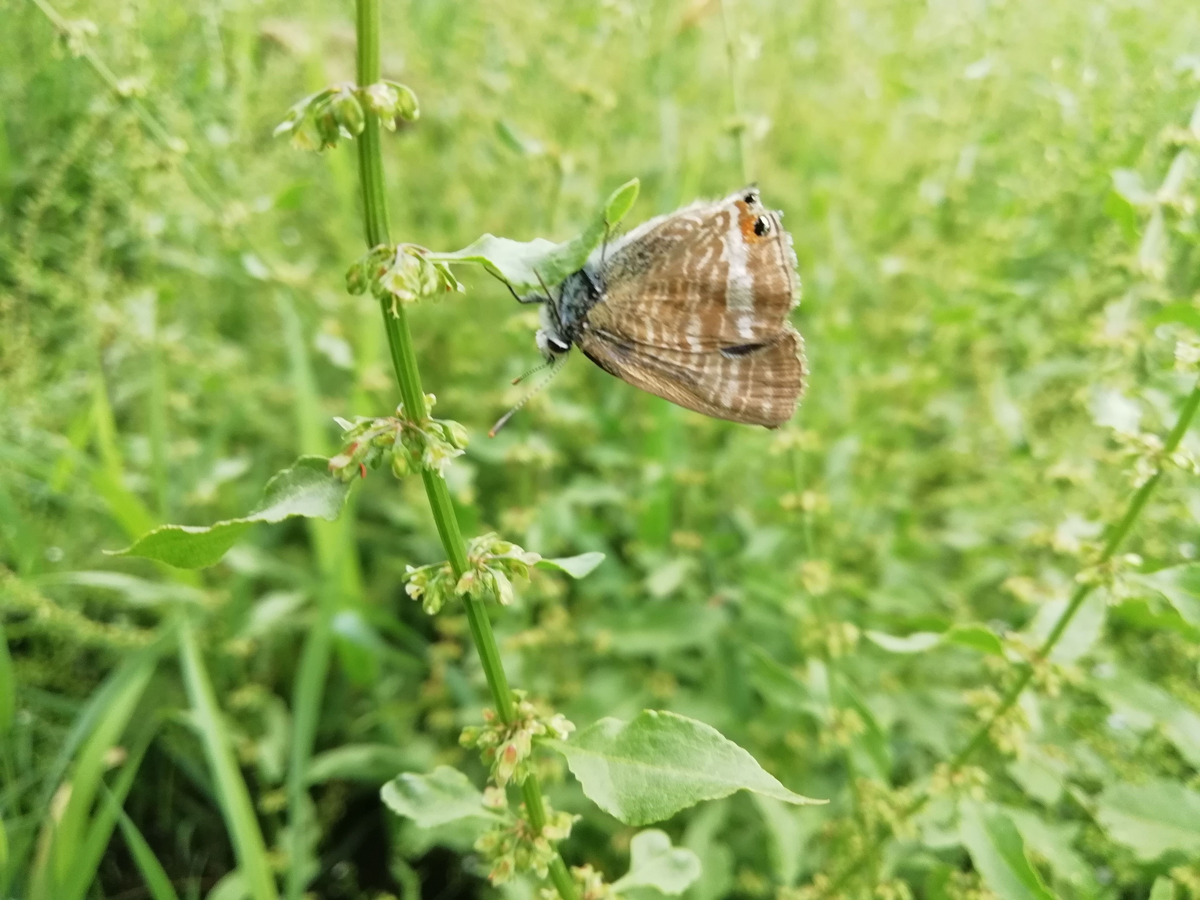 Partez à la découverte des zones humides autour du plan de Nouailhas