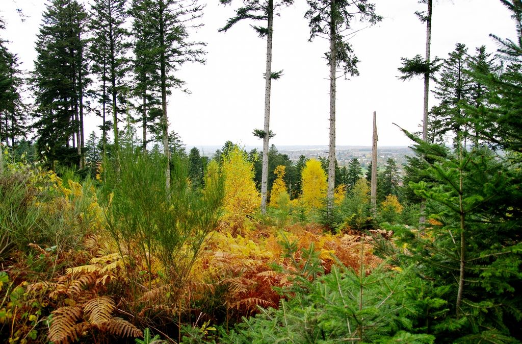 Le Bois de Chabannes