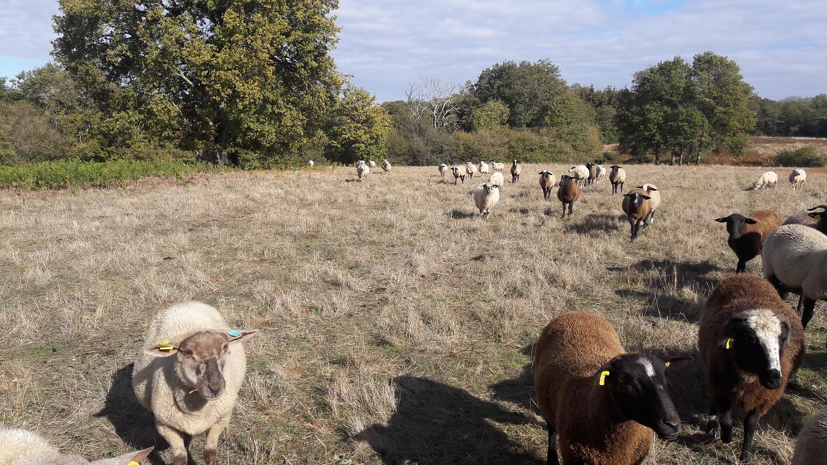 La ferme du bout du chemin - Agneaux à l'herbe sans céréales ni granulés