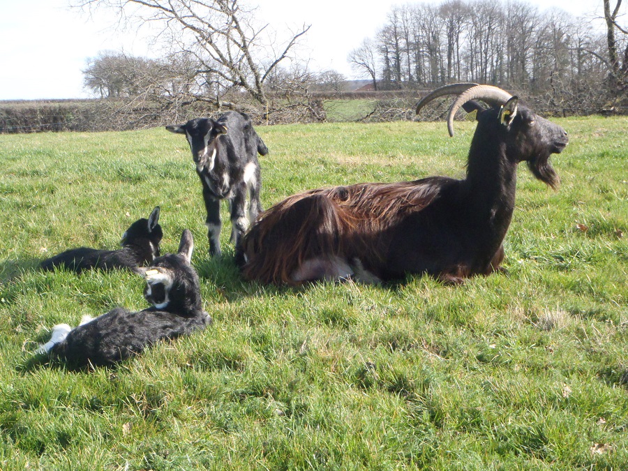 Ferme des Barres - Produits laitiers et viande Highland