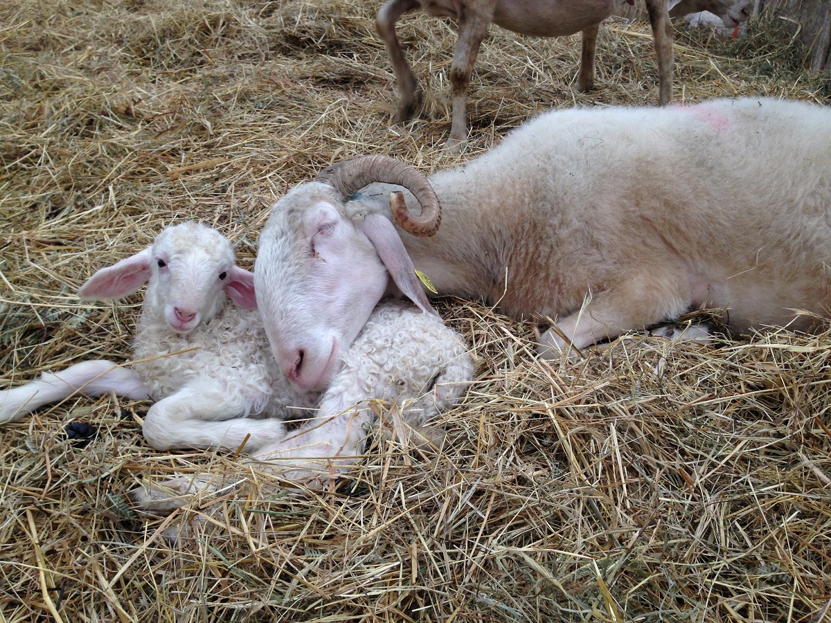 La Ferme des Vieux Chênes - Fromages et yaourts au lait de brebis - photo 2