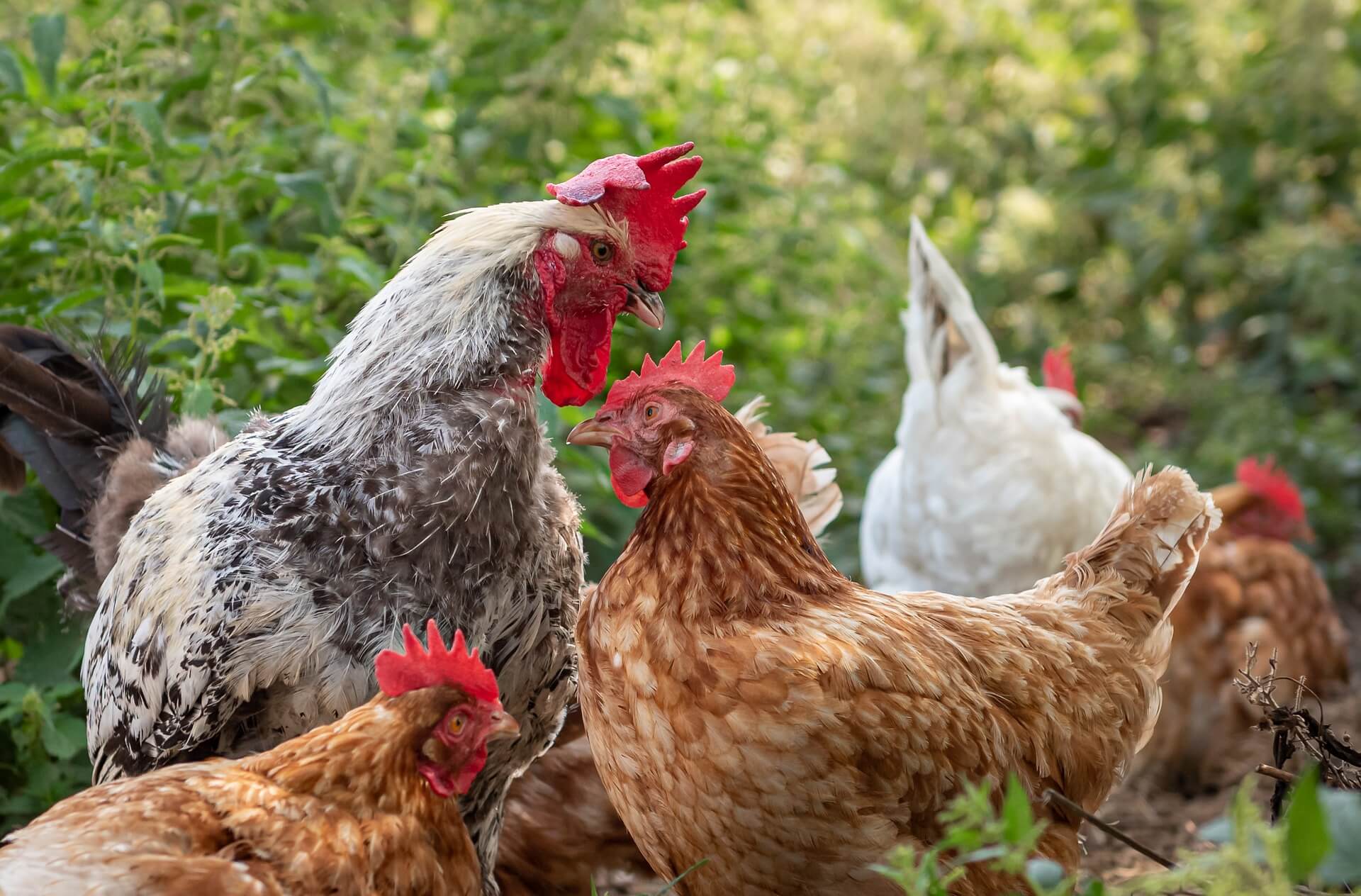 La Ferme des Genêts