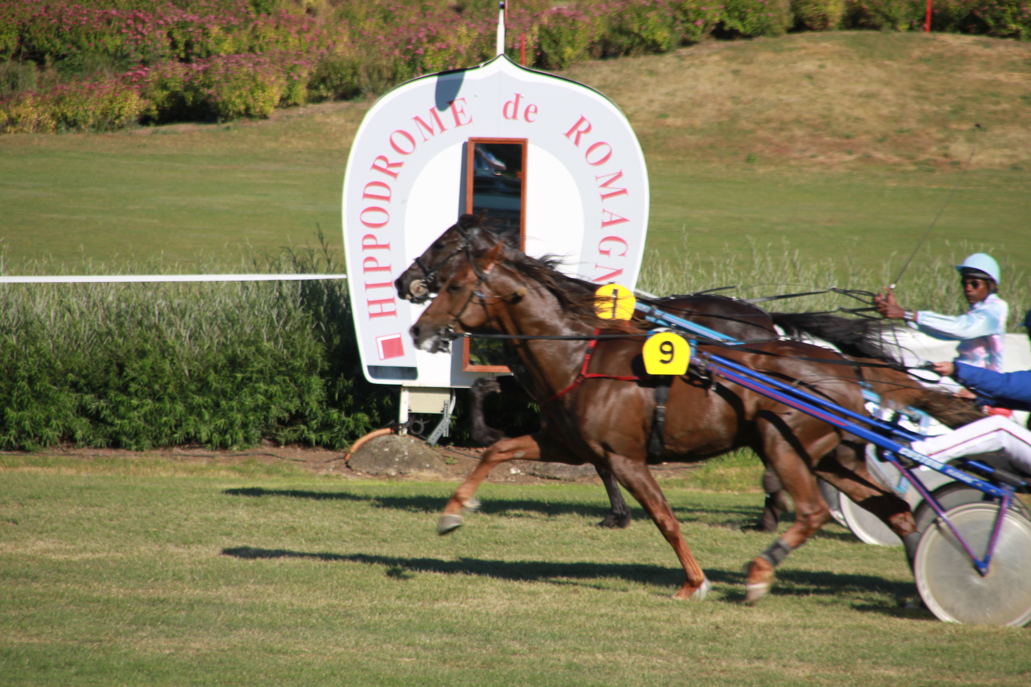 Société des courses de Niort - Hippodrome de Romagné