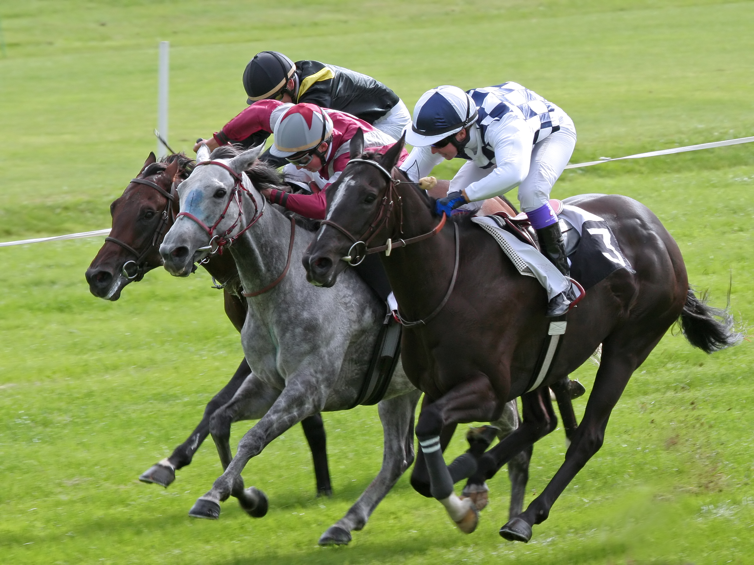 Société des courses de Niort - Hippodrome de Romagné