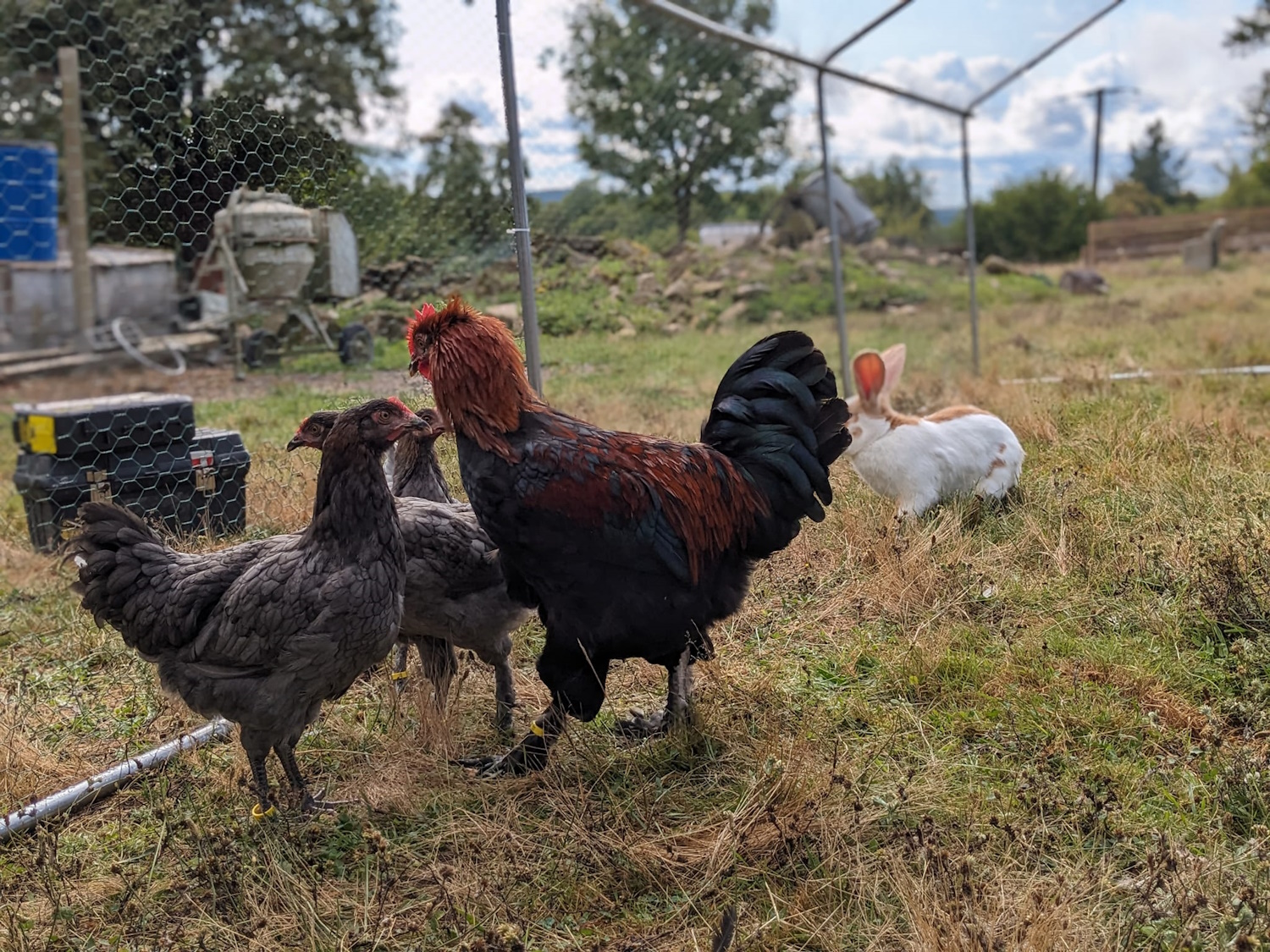 La ferme de Maillofargueix – La biodiversité par l’éco pâturage