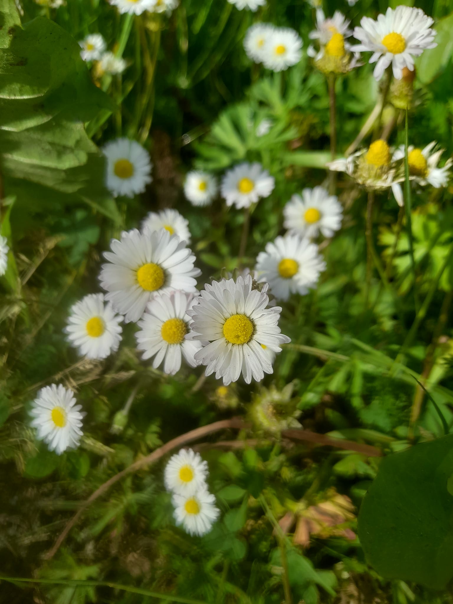 Fabrication de remèdes médicaux et tisanes