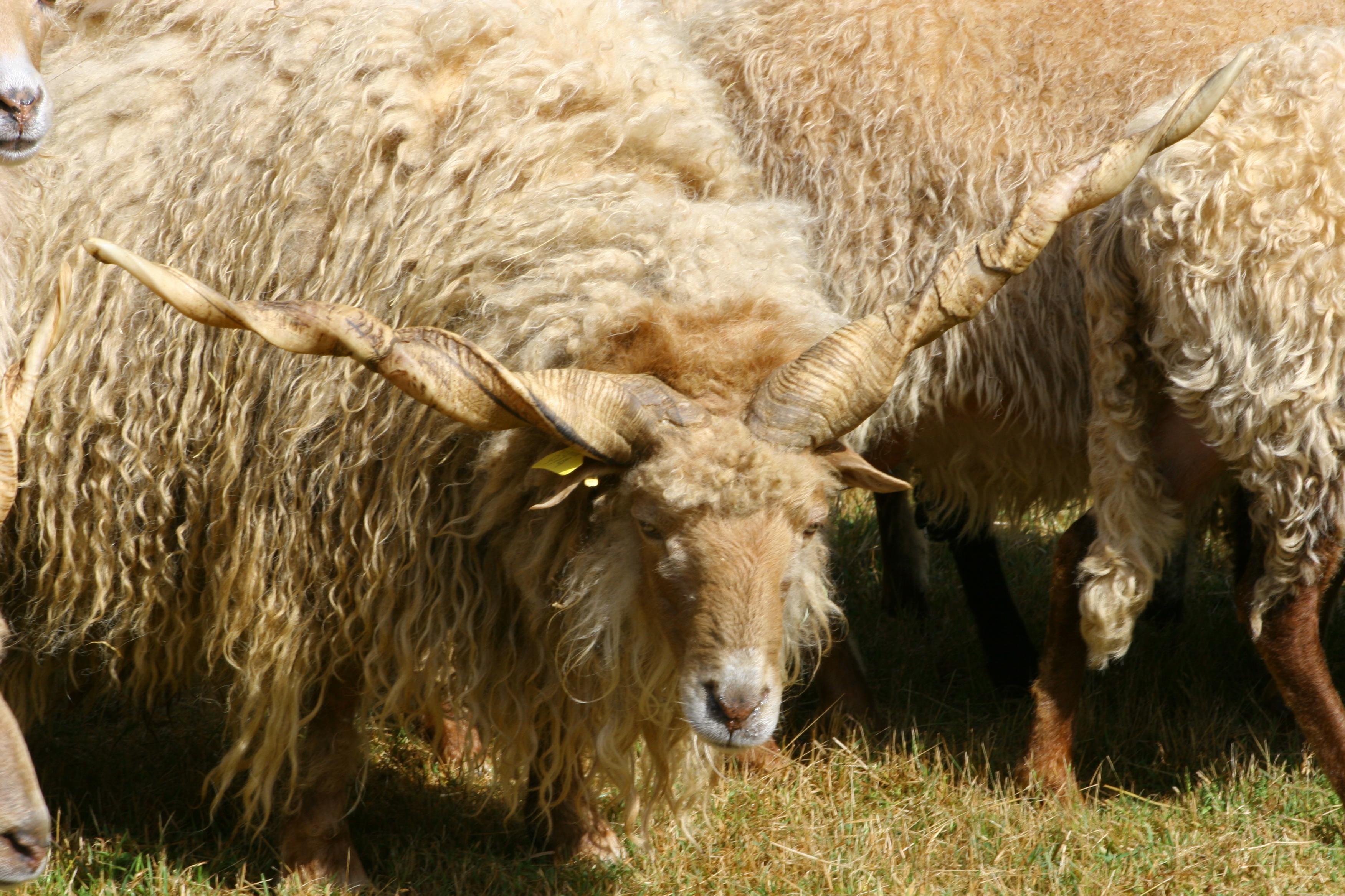 Parc Touristique Mouton Village
