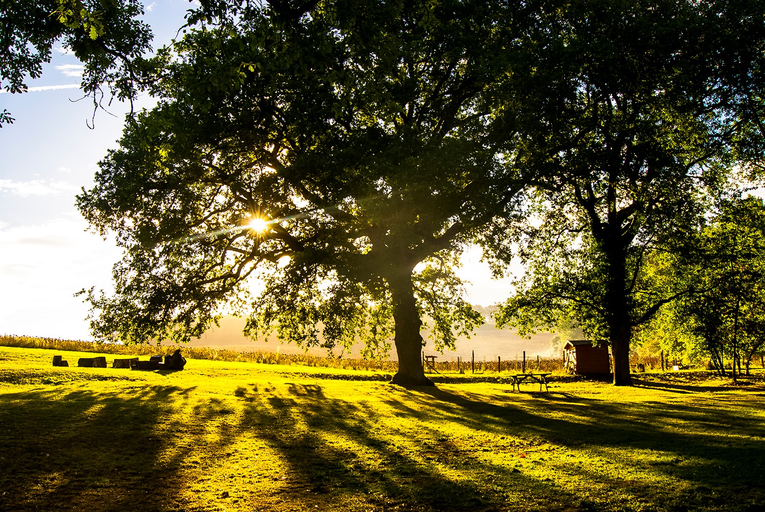 Journée Nature : L'Arbre en fête