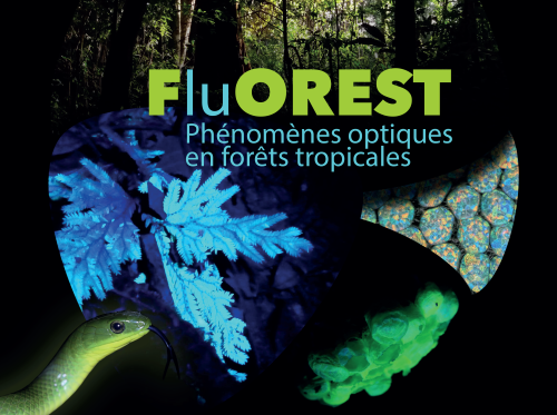 Exposition FluOREST - Phénomènes optiques en forêts tropicales