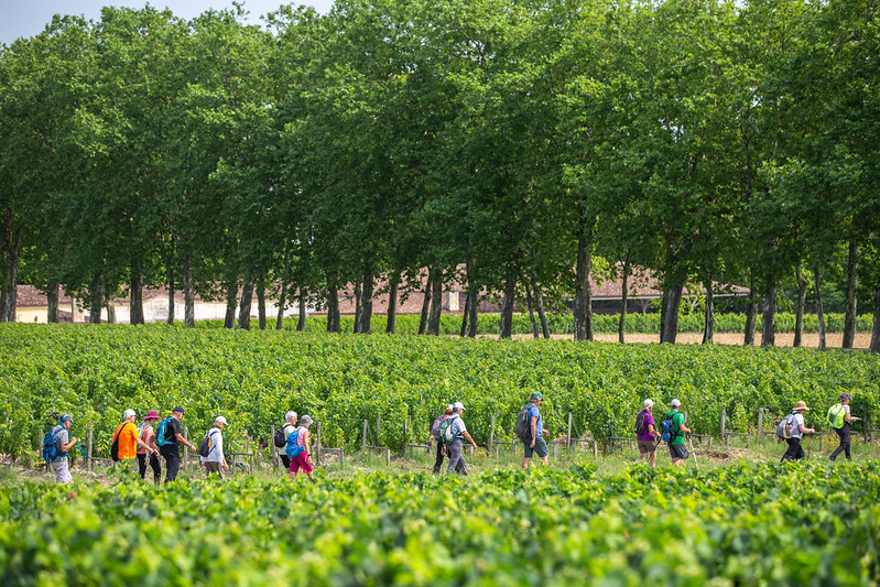 Vignobles du Médoc