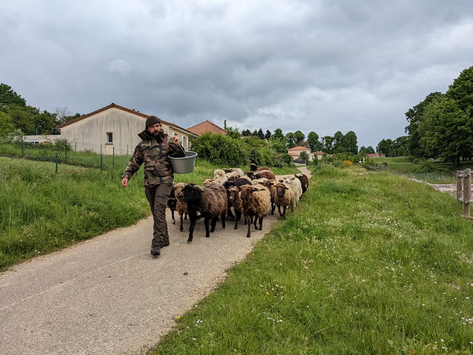 La ferme de Maillofargueix – La biodiversité par l’éco pâturage