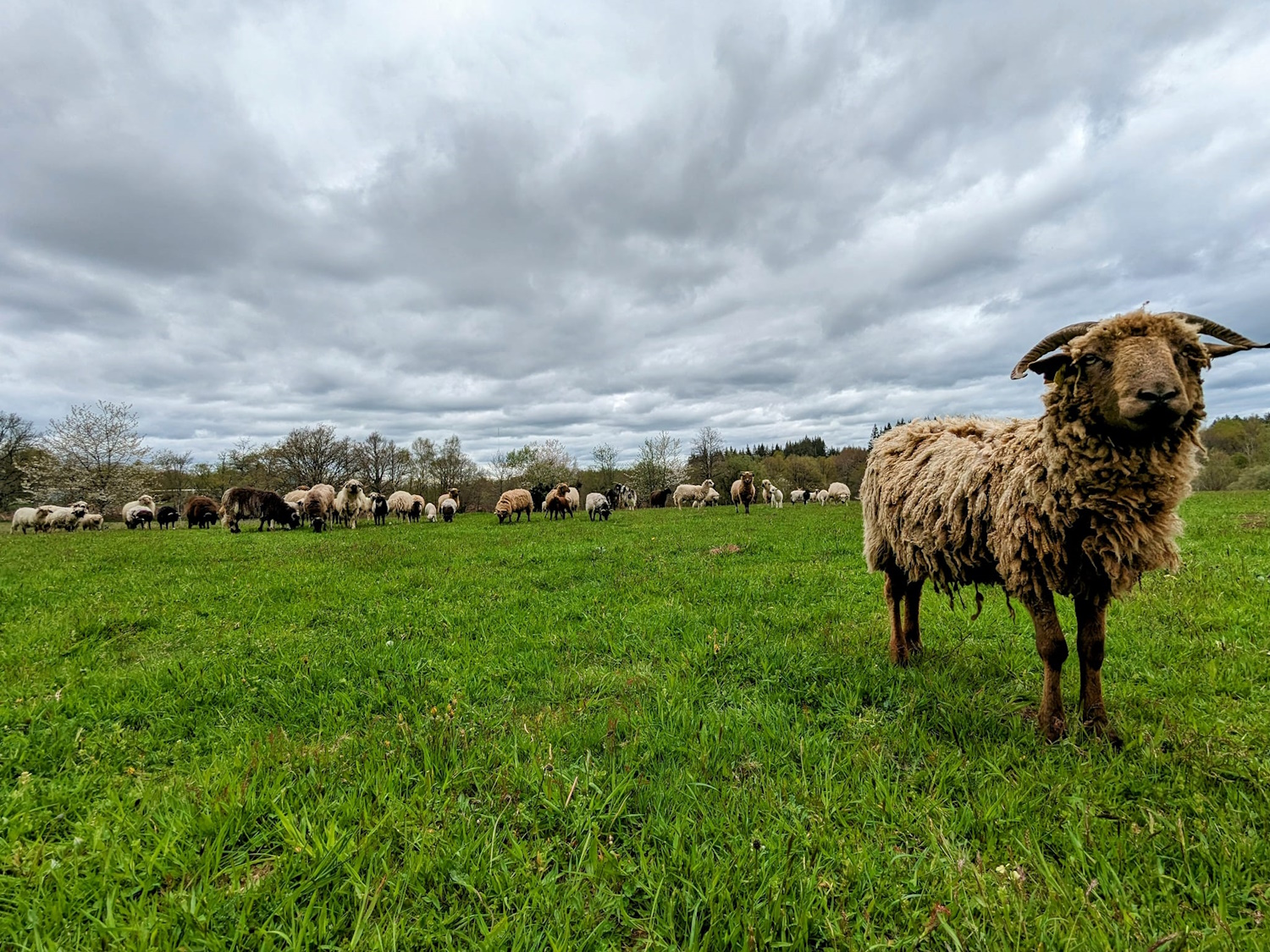 La ferme de Maillofargueix – La biodiversité par l’éco pâturage