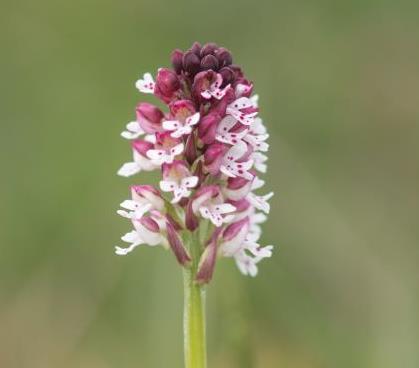 Les orchidées de la Vallée du Pressoir