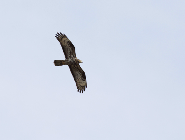 Col d'Organbidexka : observation des oiseaux