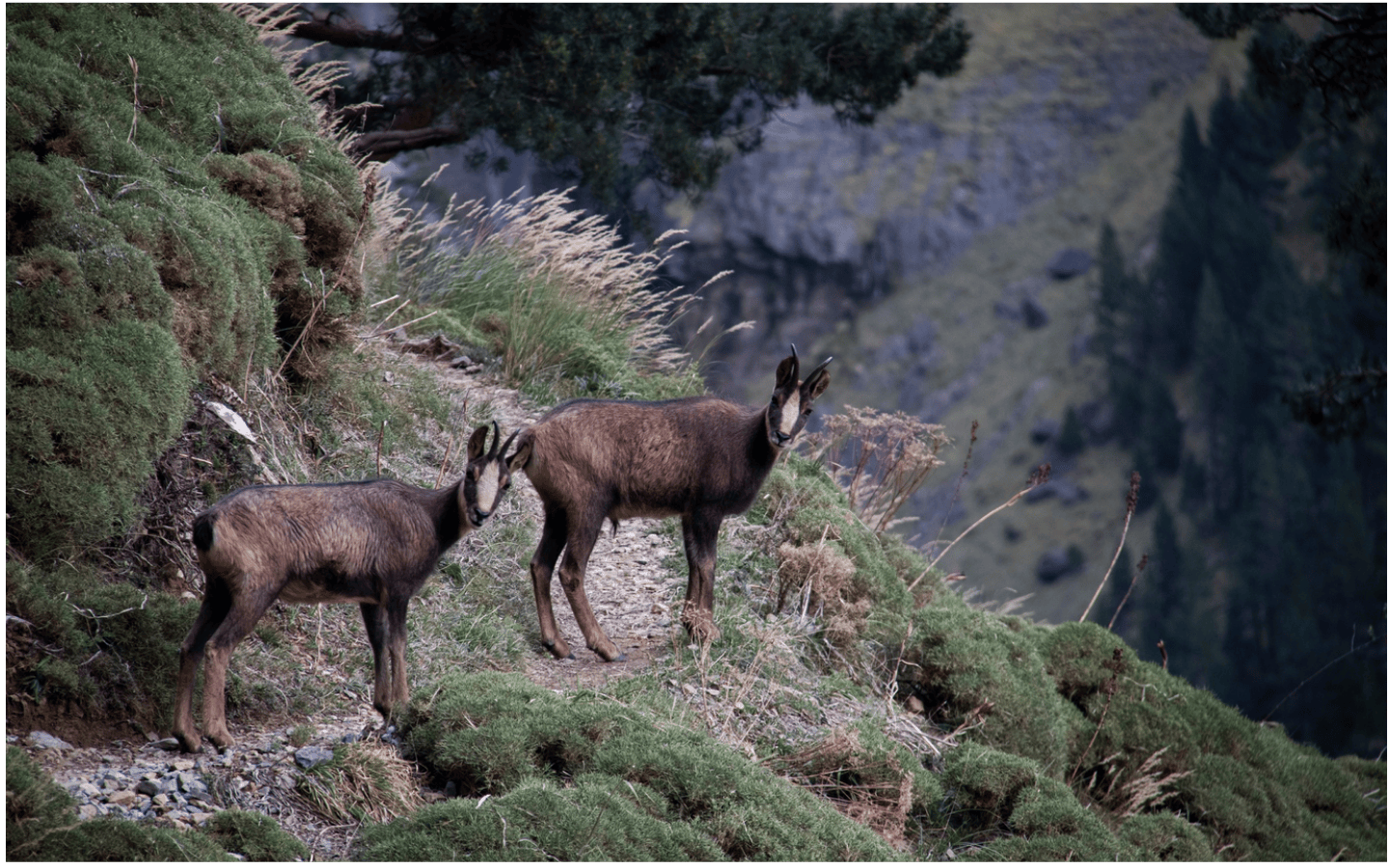 Randonnée : l'isard des Pyrénées