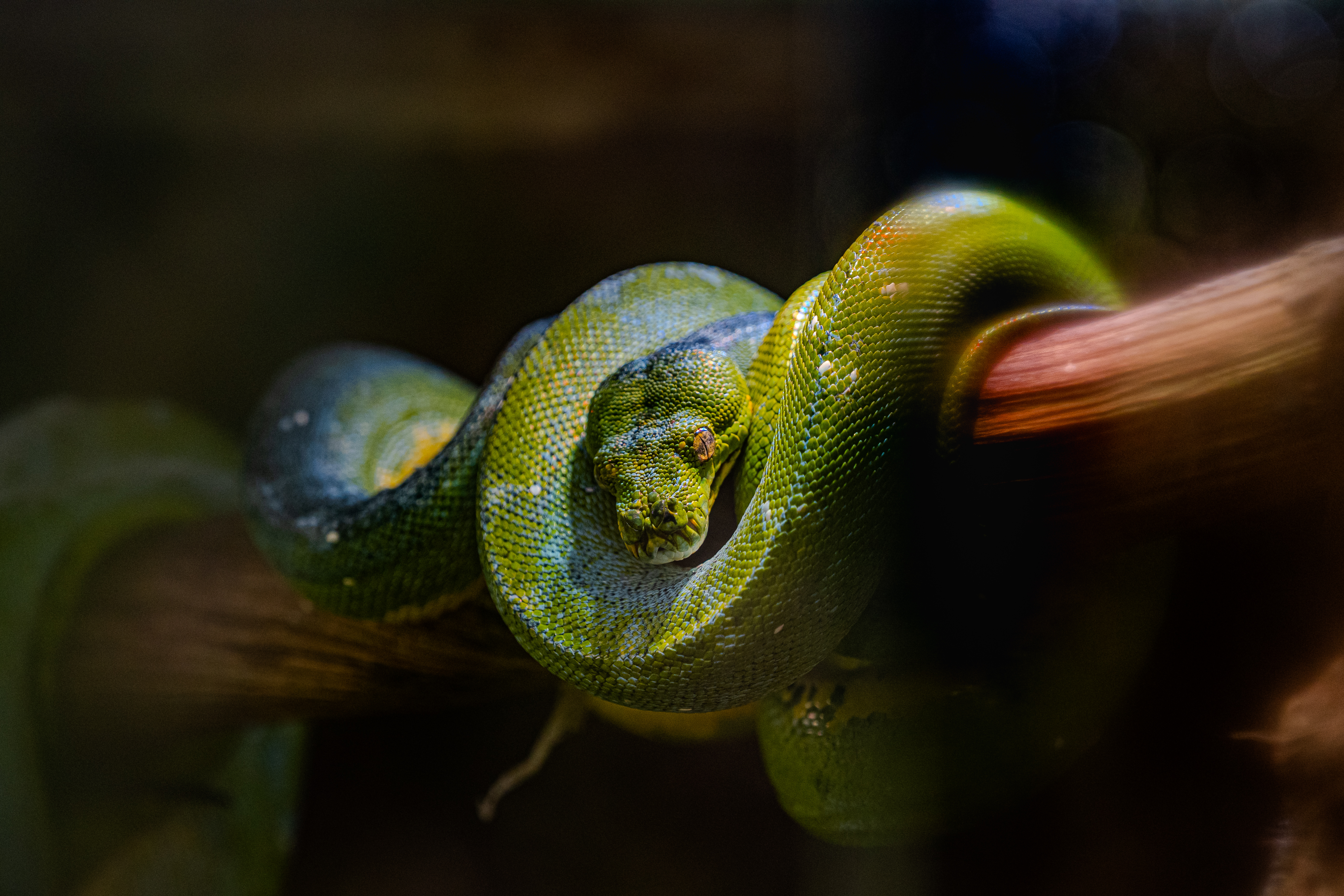 Zoo d'Asson