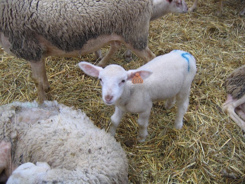 Fêtes de la Pentecôte à Pauillac