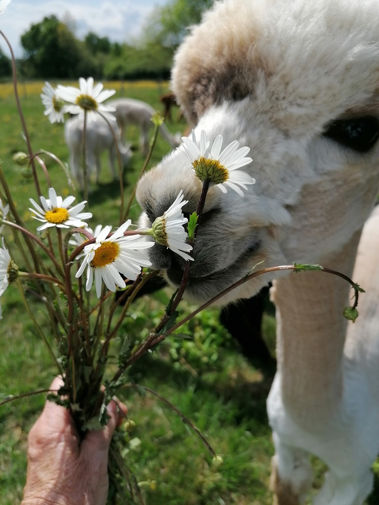 Les alpagas de Mon Pérou
