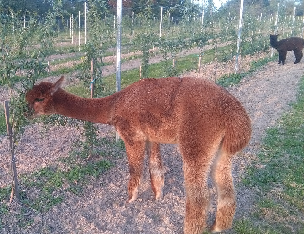 Les alpagas de Mon Pérou