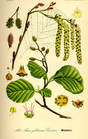 Aulne glutineux