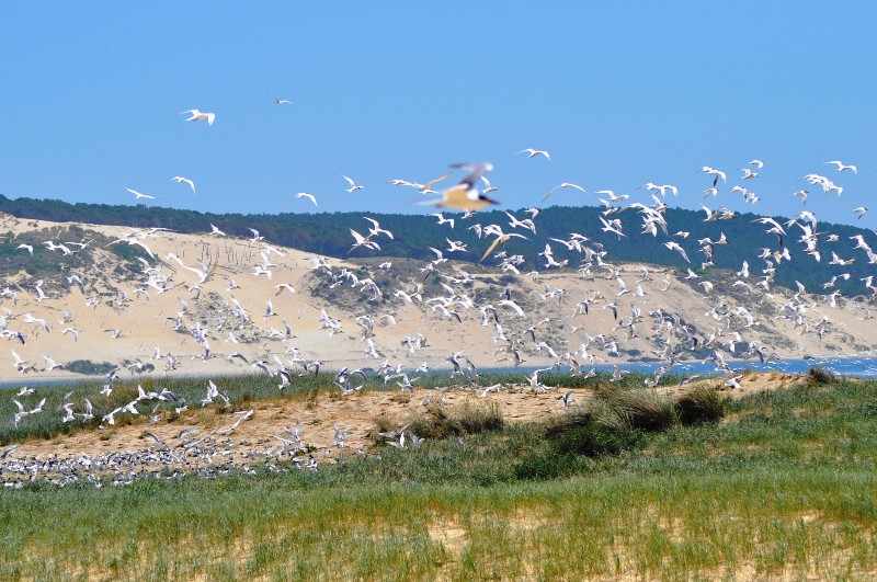 La réserve naturelle du Banc d'Arguin